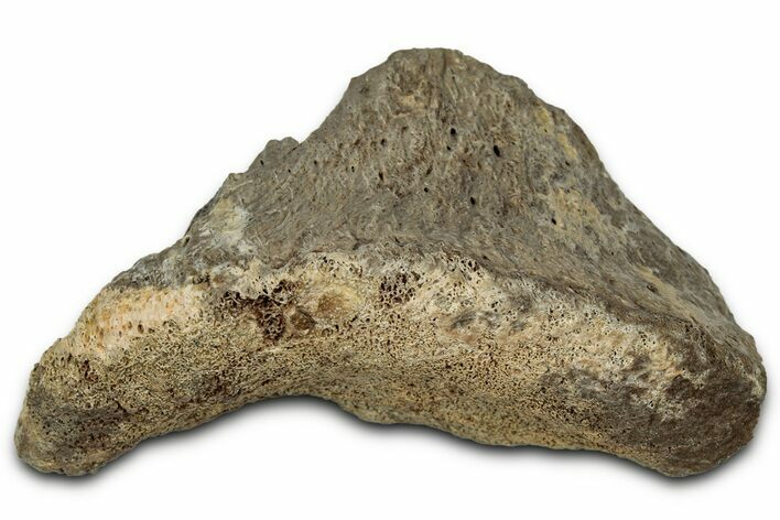 Fossil Tyrannosaur (T rex) Vertebra Section - Wyoming #350396